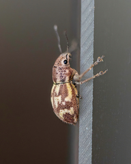 Parapantomorus fluctuosus