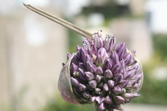 Allium ampeloprasum