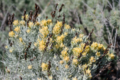 Castilleja hololeuca