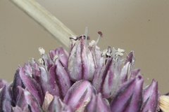 Allium ampeloprasum