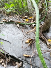 Selenicereus spinulosus