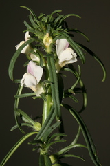 Misopates microcarpum