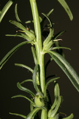 Misopates microcarpum
