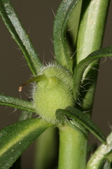 Misopates microcarpum