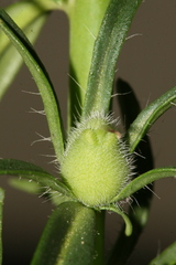 Misopates microcarpum