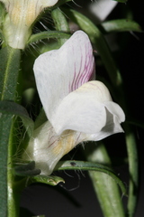Misopates microcarpum