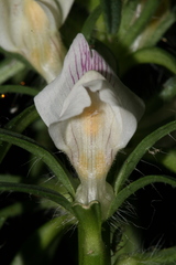 Misopates microcarpum
