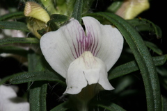 Misopates microcarpum