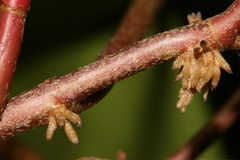Hedera maroccana