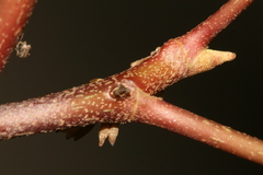 Hedera maroccana
