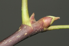 Hedera maroccana