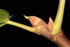 Hedera maroccana