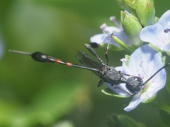 Gasteruption assectator