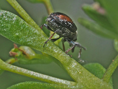 Gymnetron veronicae