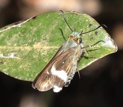 Tekliades ramanatek