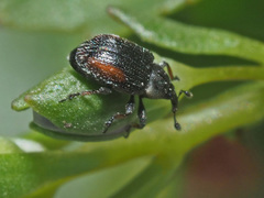 Gymnetron veronicae