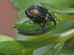 Gymnetron veronicae