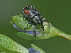 Gymnetron veronicae