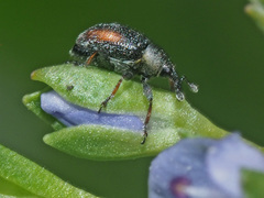 Gymnetron veronicae