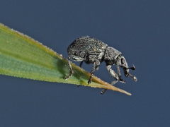 Pseudoperapion brevirostre