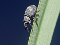 Pseudoperapion brevirostre
