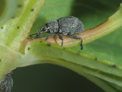 Pseudoperapion brevirostre