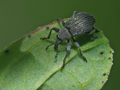 Pseudoperapion brevirostre