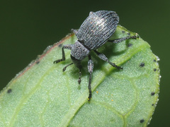 Pseudoperapion brevirostre