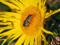 Coelioxys afer