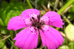 Microbotryum dianthorum