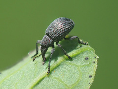 Pseudoperapion brevirostre