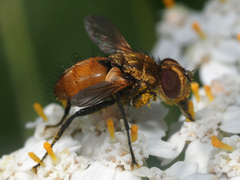 Eliozeta helluo
