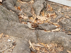 Passer domesticus