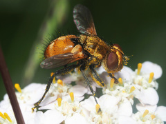 Eliozeta helluo