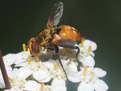 Eliozeta helluo