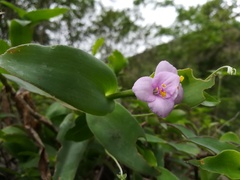 Tradescantia brevifolia