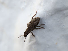 Sitona macularius