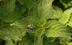 Sphaerocoris annulus