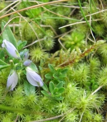 Breutelia chrysocoma