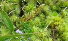 Breutelia chrysocoma