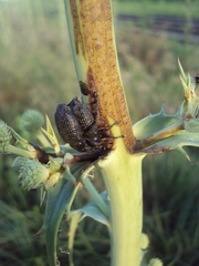 Heilipodus scabripennis