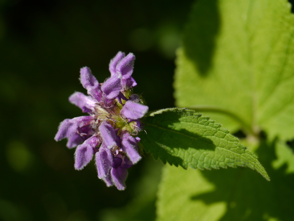 Phlomoides bracteosa; photograph (c) Dinesh Valke, some rights reserved (CC BY-SA)