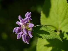 Phlomoides bracteosa