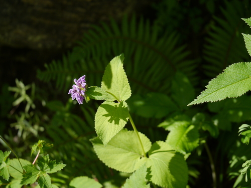 Phlomoides bracteosa, photograph 1