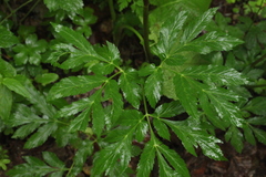 Xanthogalum purpurascens