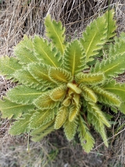 Meconopsis paniculata