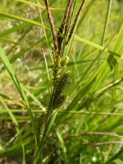 Carex sinclairii