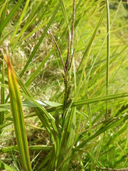 Carex sinclairii