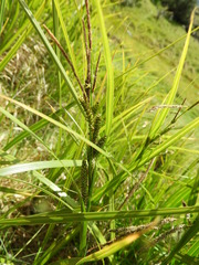 Carex sinclairii