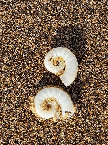 photo of Ram's Horn Squid (Spirula spirula)